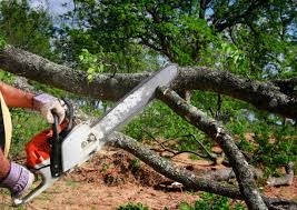 Trusted Norco, CA Tree Removal and Landscaping Services Experts